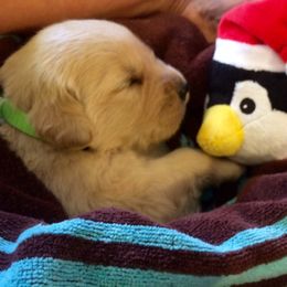 English Springer Spaniel and Golden Retriever Puppies from Promise Kennels