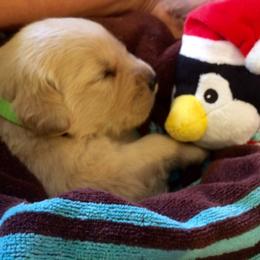 English Springer Spaniel and Golden Retriever Puppies from Promise Kennels