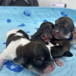 Boy 4 - male Havanese puppy in Hampton, Virginia from Nevin Keeney