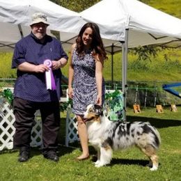 Australian Shepherd All Grown Up from Laura's Aussies