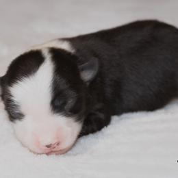 Miniature Australian Shepherd Puppies from Bellewynd Acres
