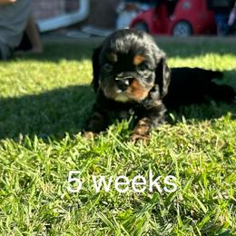 Shadow - Black and tan male Cavalier King Charles Spaniel puppy in Broken Arrow, Oklahoma from Cavalier King Charles Heartland
