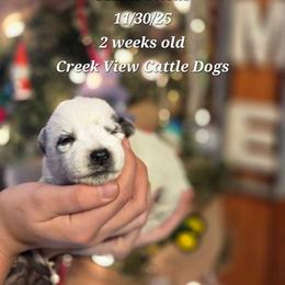 Boy 6 - Blue male Australian Cattle Dog puppy in Monroe, North Carolina from Creek View Cattle Dogs