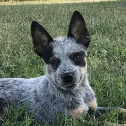 Australian Cattle Dog and Australian Kelpie Puppies from Carben Copy