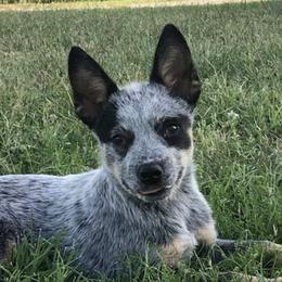 Australian Cattle Dog and Australian Kelpie Puppies from Carben Copy