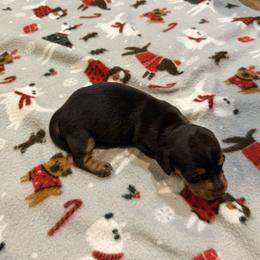 Daisy - Gray (blue) and tan female Dachshund puppy in Wappapello, Missouri from Kandb Dachshunds