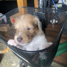 Barney (Male 2) - Blue merle white and tan male Shetland Sheepdog puppy in Chambersburg, Pennsylvania from Clark Kennel Shelties