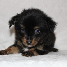 BT - Black tri male Miniature Australian Shepherd puppy in Powderly, Texas from Kuttin’ Up Mini Aussies