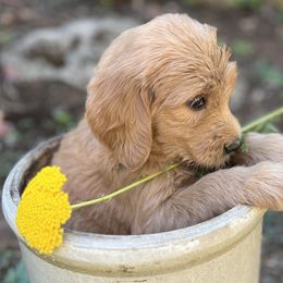 Green Girl - Apricot Goldendoodle puppy in Pioneer, California from Poppy’s Precious Goldendoodles