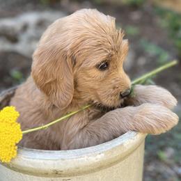 Green Girl - Apricot Goldendoodle puppy in Pioneer, California from Poppy’s Precious Goldendoodles