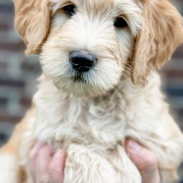 Goldendoodle Puppies from Gentry Doodles