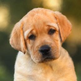 Pink Collar - Yellow female Labrador Retriever puppy in Madison, Wisconsin from Meritrust Labradors