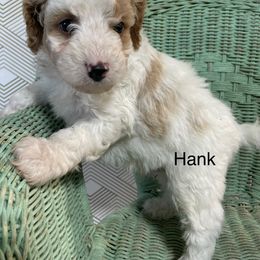 Hank - White male Cavapoo puppy in Lebanon, Missouri from Cobbs Creek Canines