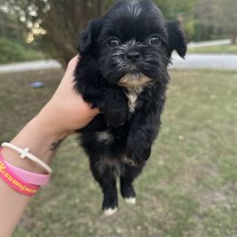 Boy 3 - Black and white male Shih Tzu puppy in Lufkin, Texas from Shih Tzu Knots