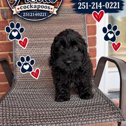Charlie - Black male Cockapoo puppy in Mobile, Alabama from Ace of Spades Yorkies