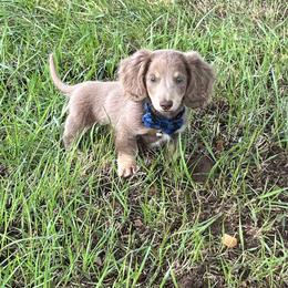 Dachshund Puppies from Vandruff Creek Mini Dachshunds
