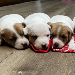 Jack Russell Terrier Puppies from Kilgus Jack Russell Terriers