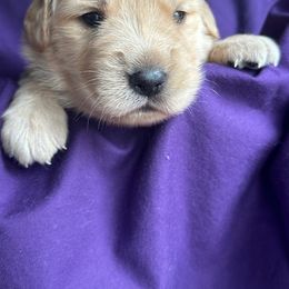 Golden Retriever Puppies from Chevaline Goldens