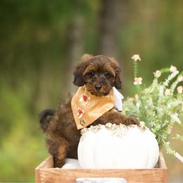 Boy 7 - male Cockapoo puppy in Deming, Washington from Heavenly Puppies to Love