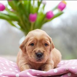 Nyla - Dark golden female Golden Retriever puppy in Saint Joe, Indiana from Golden Acres Farm