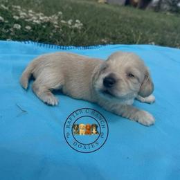 CCM3 - Cream male Dachshund puppy in Carthage, Texas from Rafter C Ranch Doxies