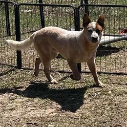 Viper - Red speckled male Australian Cattle Dog puppy in Christmas, Florida from OverTime Cattle Dogs