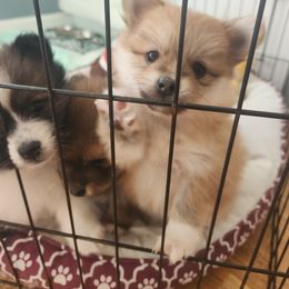 Pomeranian puppies from Dawn's Pomeranians