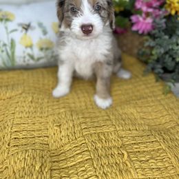 Aussiedoodle, Bernedoodle, and Goldendoodle Puppies from Little Golden Farm