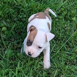 Kai - Red male American Staffordshire Terrier puppy in Conley, Georgia from Cicero Kennels