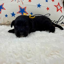 Mr. Lemonade - Phantom male Bernedoodle puppy in Hegins, Pennsylvania from Bubbling Springs Doodles, LLC