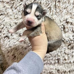 Heidi - Gray and white female Siberian Husky puppy in Lunenburg, Vermont from SNOW WOOLY HUSKY