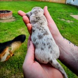 Clover - Fawn (isabella) and tan male Dachshund puppy in Jackson, Tennessee from BlackPine Kennels