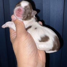 Dottie - Liver female Shih Tzu puppy in Eunice, Louisiana from 4J's Cajun Kennels