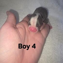 Boy 4 - Blue male Boston Terrier puppy in Ringgold, Georgia from A-K Boston Terriers