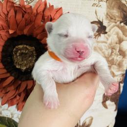 Pumpkin - White female Pomeranian puppy in St. Louis, Missouri from Saint Louis Pomeranian babies