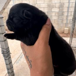 Black - Black female Cane Corso puppy in Compton, California from Urban League Cane Corso