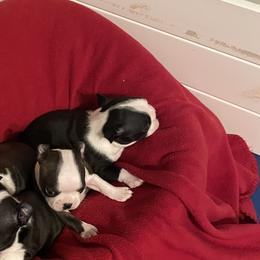 Boston Terriers from Boston Babies