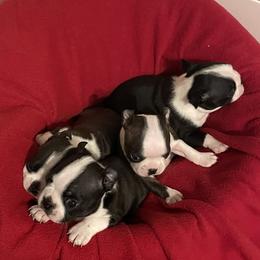 Boston Terriers from Boston Babies