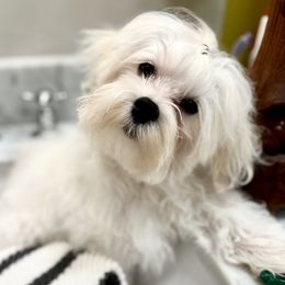 Purple - White Maltese puppy in Fort Lauderdale, Florida from Maltese Nursery
