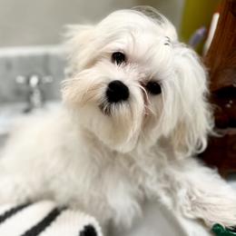Purple - White Maltese puppy in Fort Lauderdale, Florida from Maltese Nursery