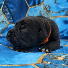 Orange Collar aka Kerry Eurodyne - Black male Cane Corso puppy in Houston, Texas from Zenith Cane Corso