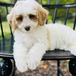 Bernedoodle and Pyredoodle Puppies from FDF Pyredoodles & Bernedoodles