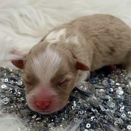 Spice - Red merle female Toy Australian Shepherd puppy in Blacksburg, South Carolina from Blue’s Family Aussies