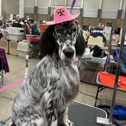 Jesse - English Setter