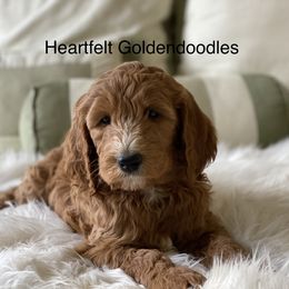 Bernedoodle and Goldendoodle Puppies from Heartfelt GoldenDoodles