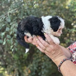 Aussiedoodle, Miniature Australian Shepherd, Poodle, and Toy Australian Shepherd Puppies from Mowry Creek Mini Aussiedoodles and More