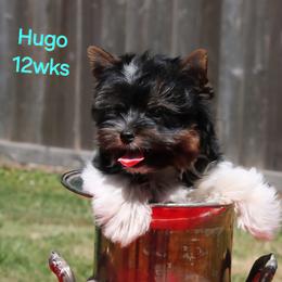 Hugo - Black tan and white male Biewer Terrier puppy in Hillsboro, Oregon from Biewer Terriers by Rimba