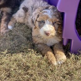 Aussiedoodle Puppies from Gore Doodle Ranch