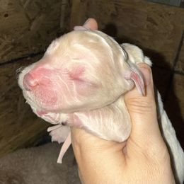 Pink Collar - Apricot female Goldendoodle puppy in Winchester, Tennessee from Mahaffey’s Doodles