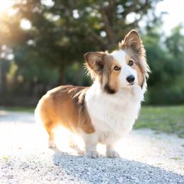 American Corgi and Pembroke Welsh Corgi All Grown Up from Constellation Corgi